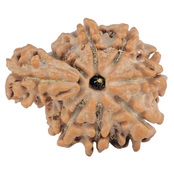 Sawar/Ganesh (7+1) 21.5mm 2.36gm - Rudraksha back