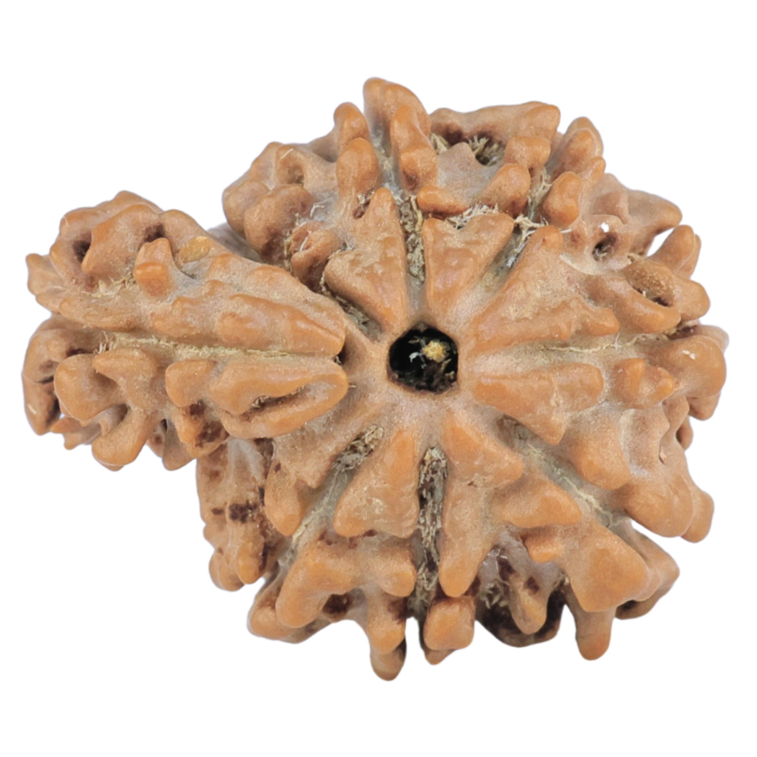 Sawar/Ganesh (7+1) 21.5mm 2.36gm - Rudraksha back