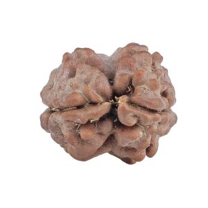 2 Mukhi Rudraksha 13.1mm 0.54gm - Rudraksha back