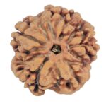 1MK(Underdeveloped) 22.6mm 3.78gm - Rudraksha back