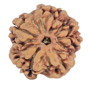 1MK(Underdeveloped) 22.6mm 3.78gm - Rudraksha back