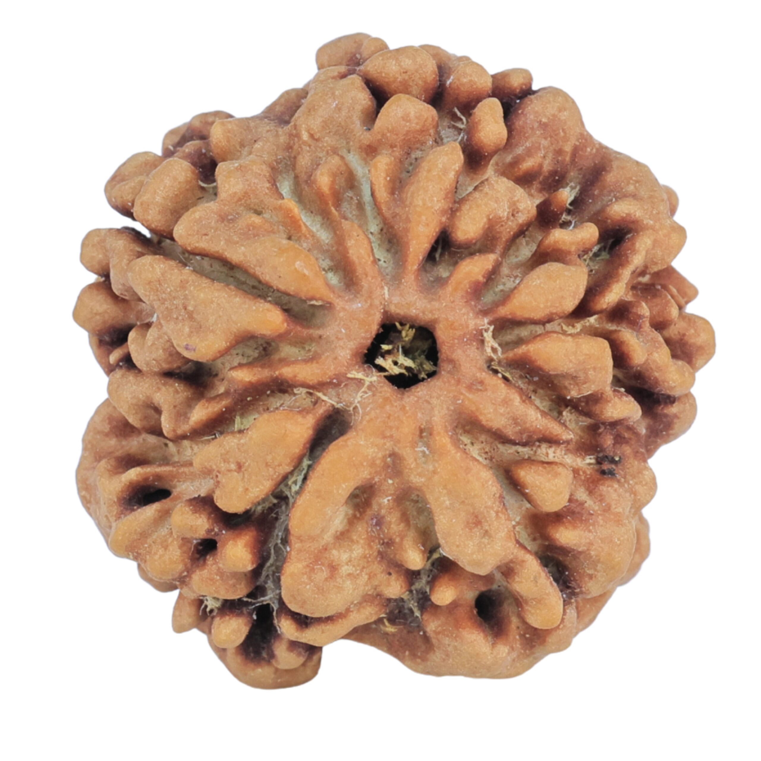 1MK(Underdeveloped) 22.6mm 3.78gm - Rudraksha back