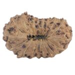 19 Mukhi Rudraksha 27.7mm 3.72gm - Rudraksha back
