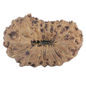 19 Mukhi Rudraksha 27.7mm 3.72gm - Rudraksha back