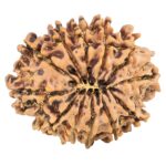 12 Mukhi Rudraksha 26.3mm 3.76gm - Rudraksha back