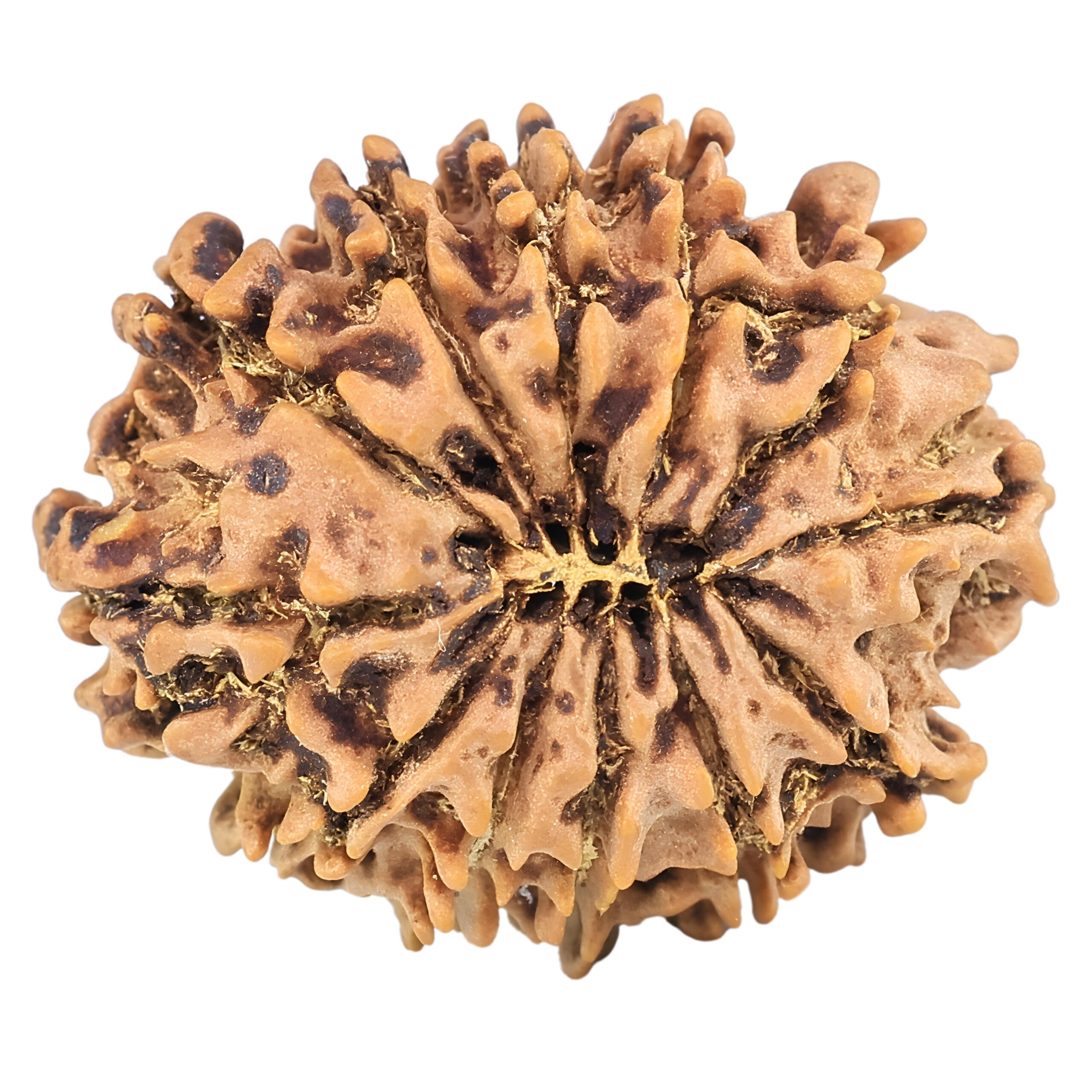12 Mukhi Rudraksha 26.3mm 3.76gm - Rudraksha back
