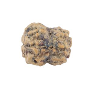 2 Mukhi Rudraksha 20.1mm 1.55gm - Rudraksha back