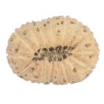 16 Mukhi Rudraksha 20mm 1.3gm - Rudraksha back