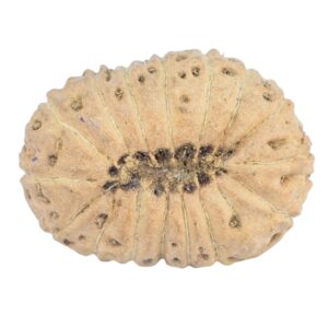 16 Mukhi Rudraksha 20mm 1.3gm - Rudraksha back