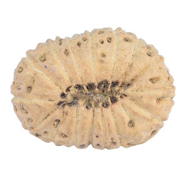 16 Mukhi Rudraksha 20mm 1.3gm - Rudraksha back