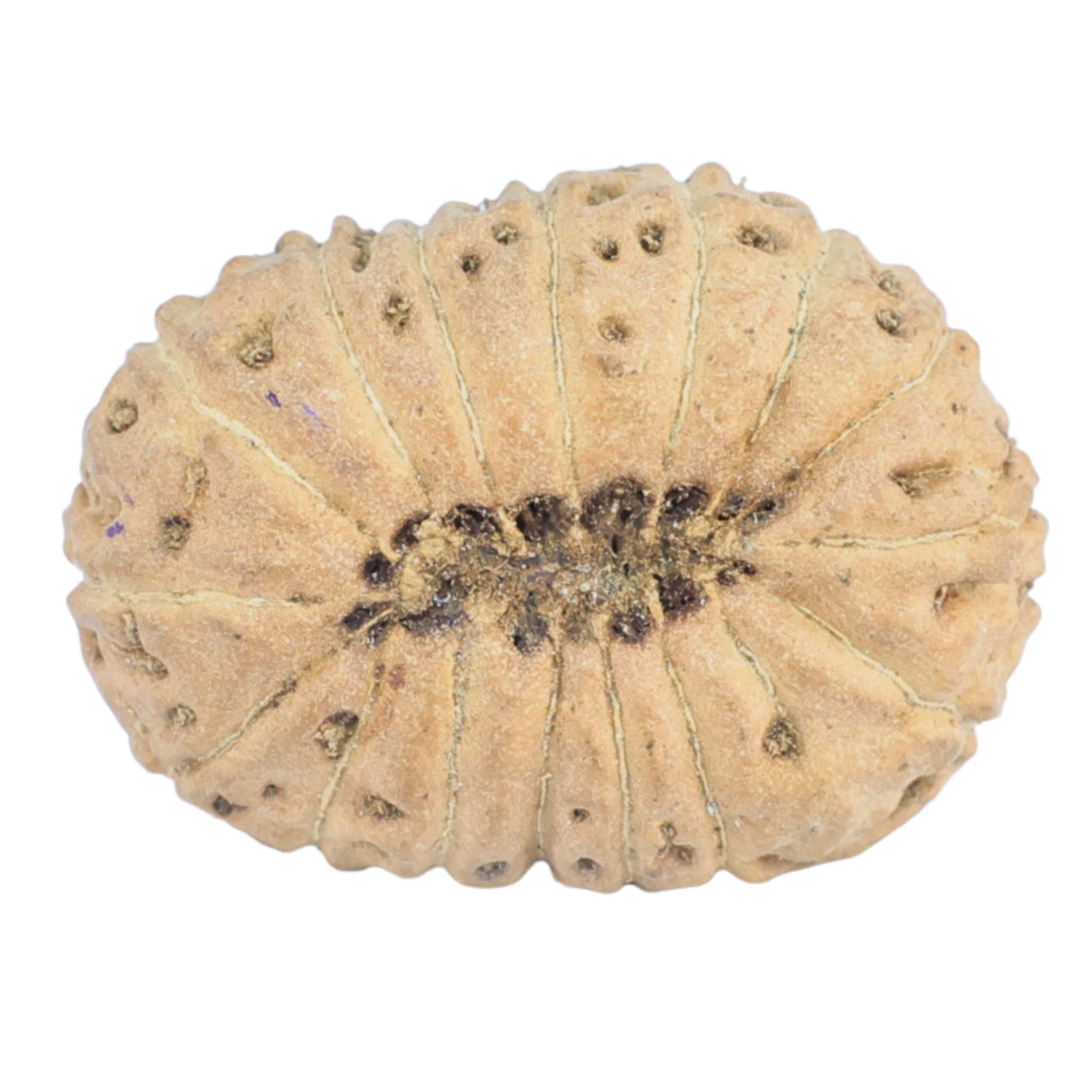 16 Mukhi Rudraksha 20mm 1.3gm - Rudraksha back