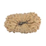 21 Mukhi Rudraksha 22mm 1.62gm - Rudraksha back