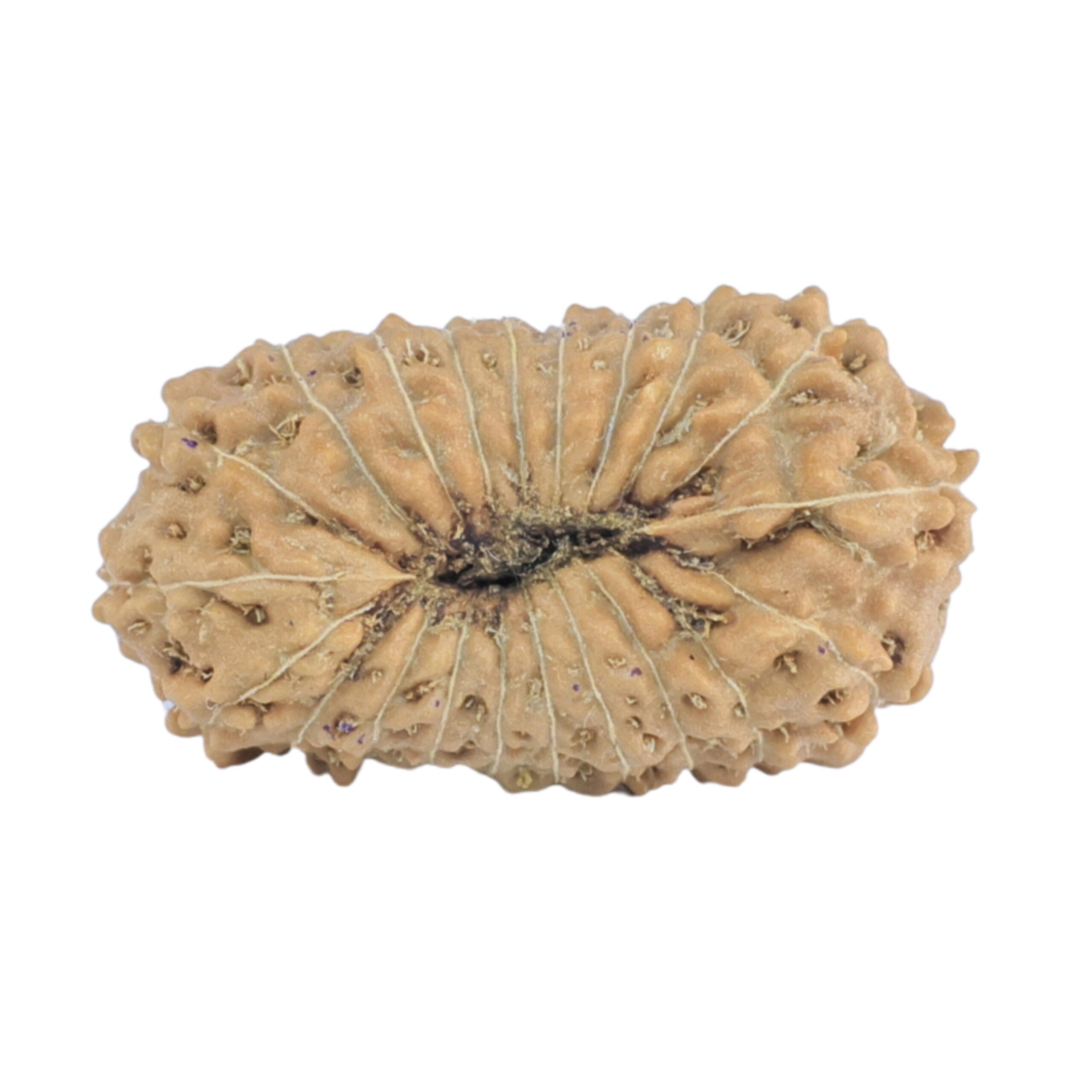 21 Mukhi Rudraksha 22mm 1.62gm - Rudraksha back