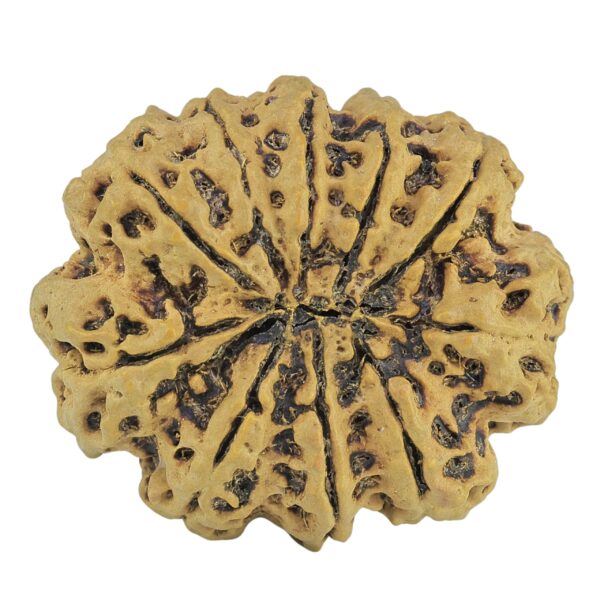 10 Mukhi Rudraksha 35.2mm 8.36gm - Rudraksha back