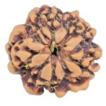 1MK(Underdeveloped) 19.6mm 2.54gm - Rudraksha back