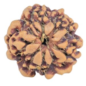 1MK(Underdeveloped) 19.6mm 2.54gm - Rudraksha back