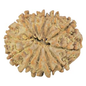 12 Mukhi Rudraksha 24.1mm 3.46gm - Rudraksha back
