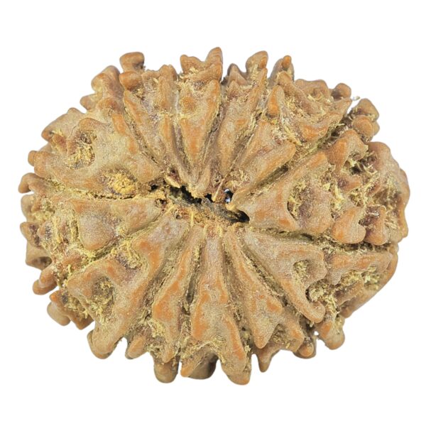 12 Mukhi Rudraksha 24.1mm 3.46gm - Rudraksha back