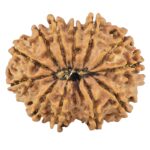 12 Mukhi Rudraksha 26.5mm 3.86gm - Rudraksha back