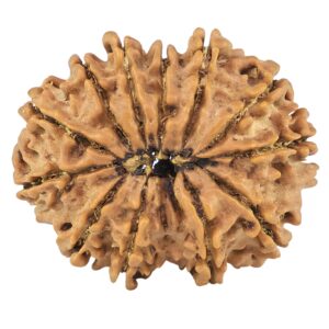 12 Mukhi Rudraksha 26.5mm 3.86gm - Rudraksha back
