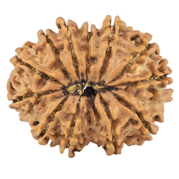 12 Mukhi Rudraksha 26.5mm 3.86gm - Rudraksha back