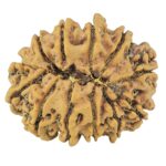 12 Mukhi Rudraksha 24.6mm 3gm - Rudraksha back
