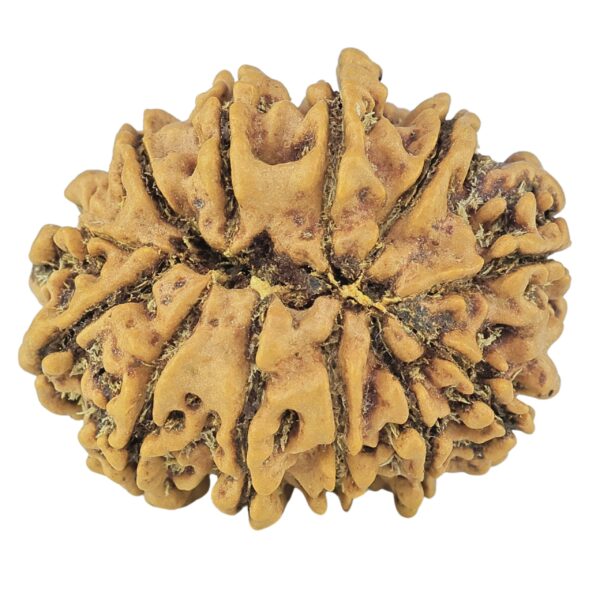 12 Mukhi Rudraksha 24.6mm 3gm - Rudraksha back