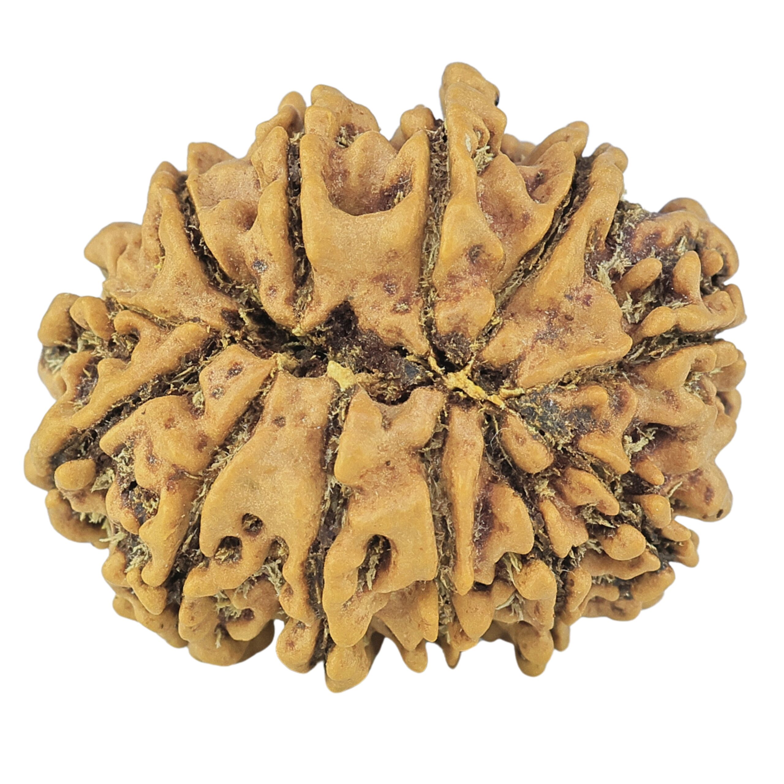 12 Mukhi Rudraksha 24.6mm 3gm - Rudraksha back