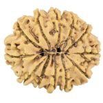 12 Mukhi Rudraksha 27.7mm 4.22gm - Rudraksha back