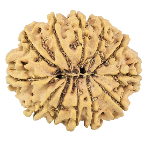 12 Mukhi Rudraksha 27.7mm 4.22gm - Rudraksha back