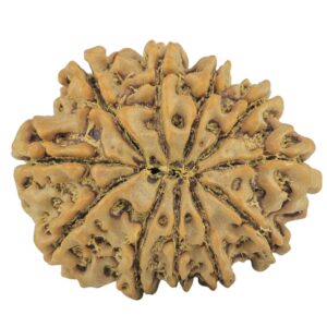 11 Mukhi Rudraksha 24.7mm 3.83gm - Rudraksha back