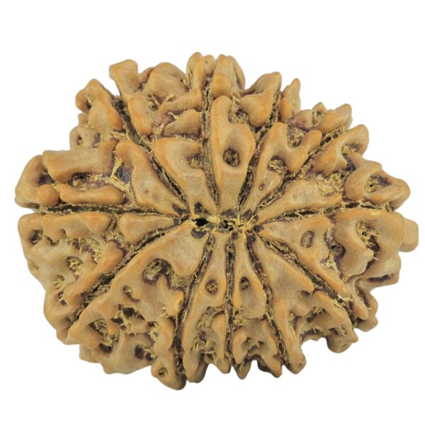 11 Mukhi Rudraksha 24.7mm 3.83gm - Rudraksha back
