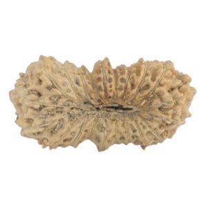 21 Mukhi Rudraksha 12.8mm 0.2gm - Rudraksha back