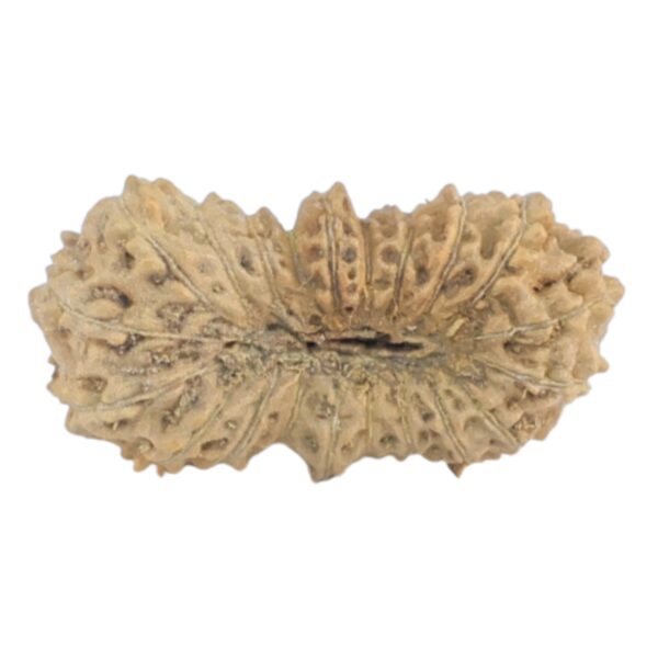 21 Mukhi Rudraksha 12.8mm 0.2gm - Rudraksha back