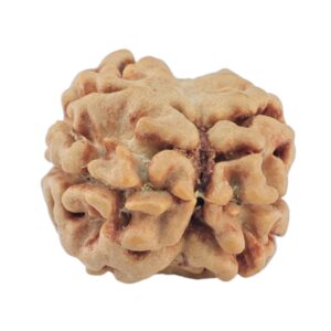 2 Mukhi Rudraksha 19.9mm 1.46gm - Rudraksha back