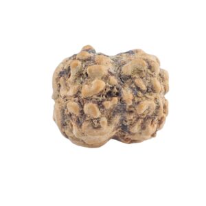 2 Mukhi Rudraksha 19.4mm 1.46gm - Rudraksha back