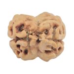 2 Mukhi Rudraksha 25.5mm 2.3gm - Rudraksha back