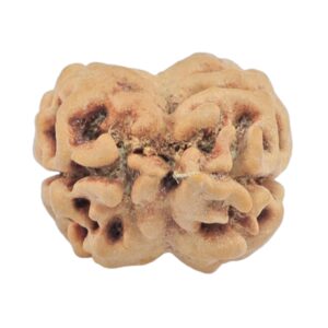 2 Mukhi Rudraksha 25.5mm 2.3gm - Rudraksha back