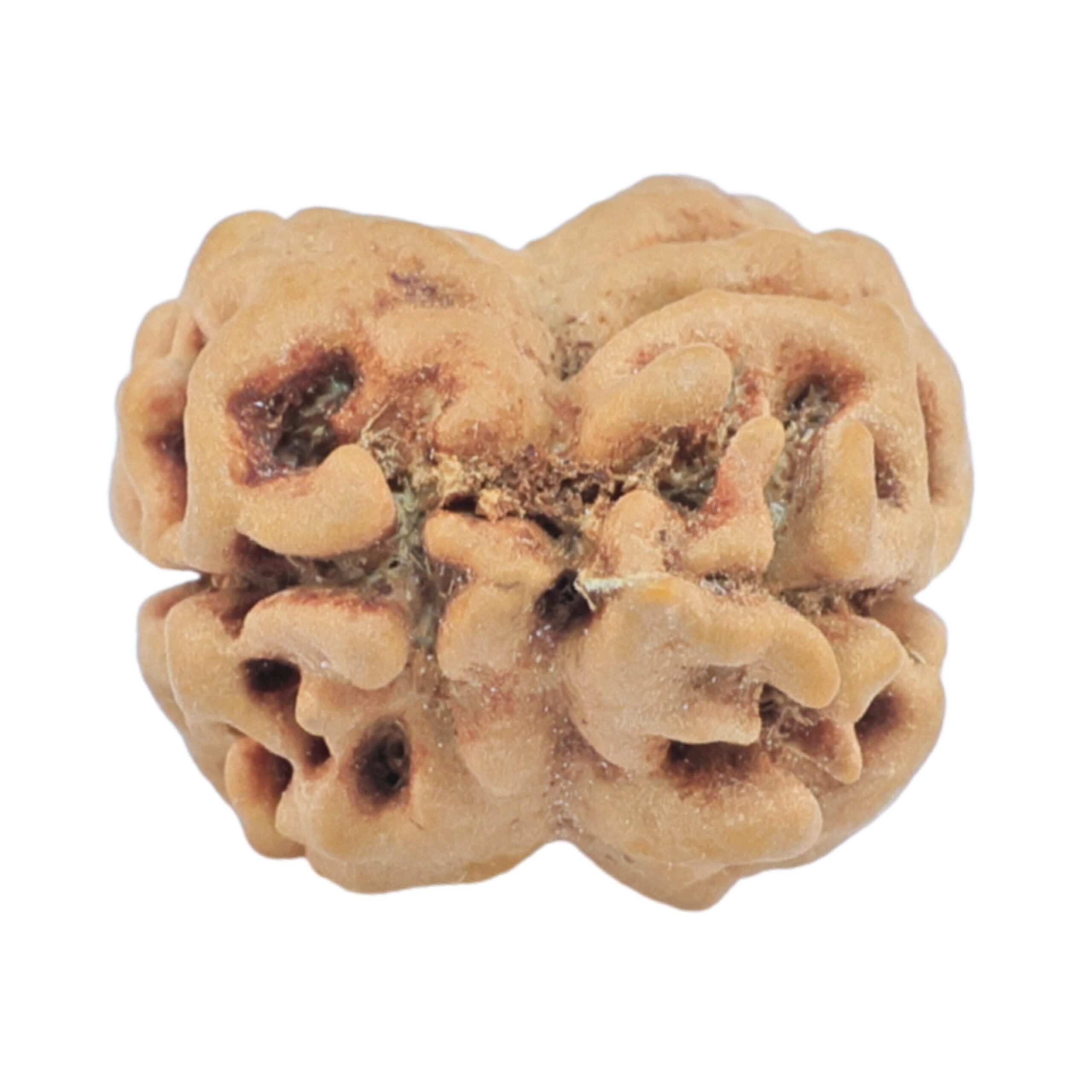 2 Mukhi Rudraksha 25.5mm 2.3gm - Rudraksha back