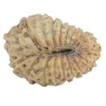 18 Mukhi Rudraksha 16.2mm 0.64gm - Rudraksha back