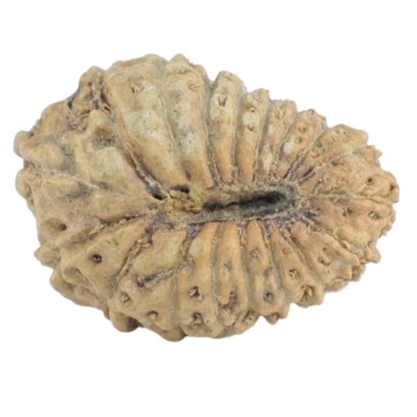 18 Mukhi Rudraksha 16.2mm 0.64gm - Rudraksha back