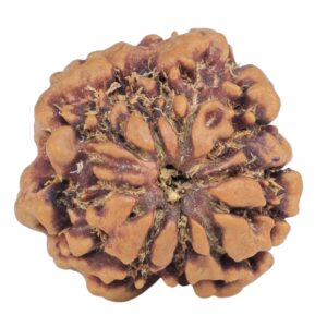 1MK(Underdeveloped) 18.5mm 2gm - Rudraksha back