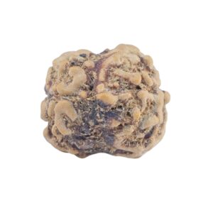 2 Mukhi Rudraksha 22.1mm 1.64gm - Rudraksha back