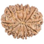 12 Mukhi Rudraksha 25.6mm 4.6gm - Rudraksha back