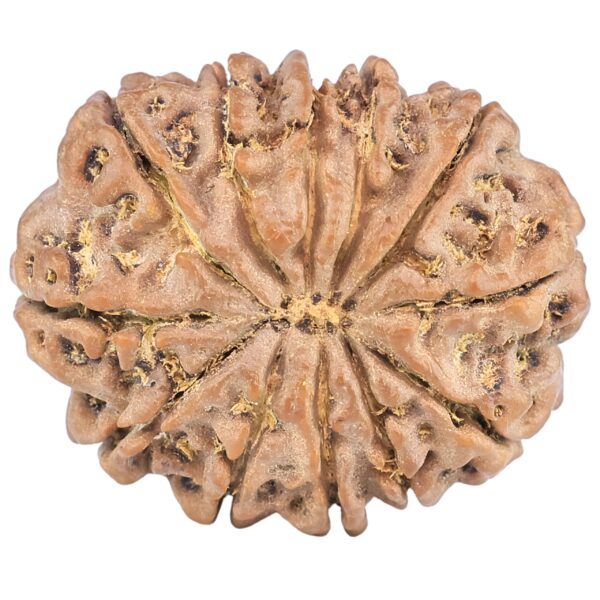 12 Mukhi Rudraksha 25.6mm 4.6gm - Rudraksha back