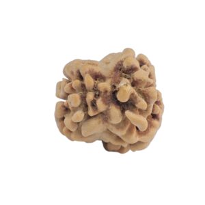 2 Mukhi Rudraksha 19.6mm 1.25gm - Rudraksha back