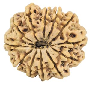 12 Mukhi Rudraksha 32.4mm 7.98gm - Rudraksha back