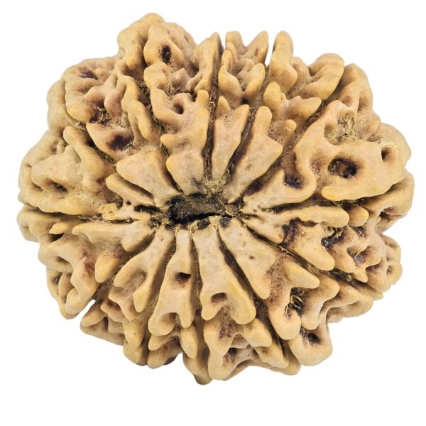 12 Mukhi Rudraksha 32.4mm 7.98gm - Rudraksha back