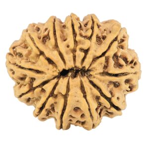 12 Mukhi Rudraksha 28.4mm 4.6gm - Rudraksha back