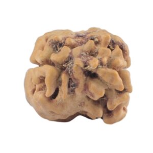 2 Mukhi Rudraksha 21.9mm 1.5gm - Rudraksha back